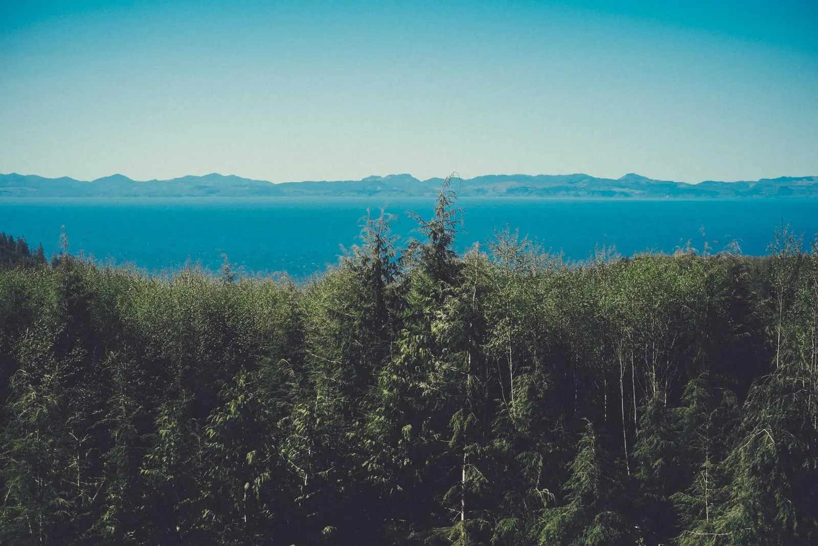 Wald mit Blick auf ruhiges Meer und ferne Berge